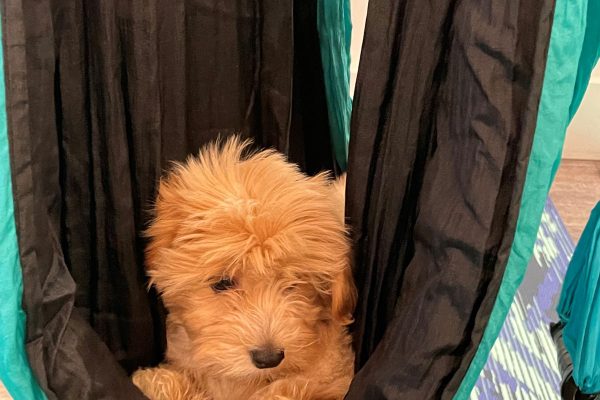 puppy2