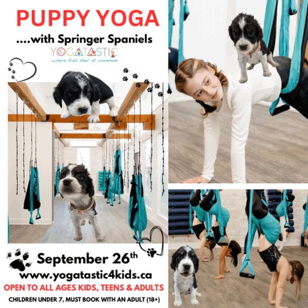 Springer Spaniel Puppy Yoga - Open Ages - Sept. 26th 7:40pm-8:40pm